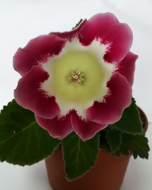 Rosalinda 2019 - Gloxinia