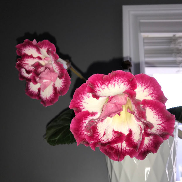  - Plante de interior 2019