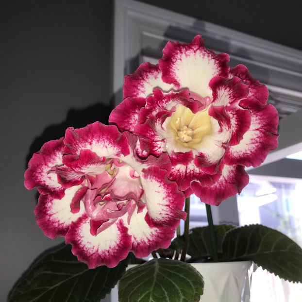  - Plante de interior 2019