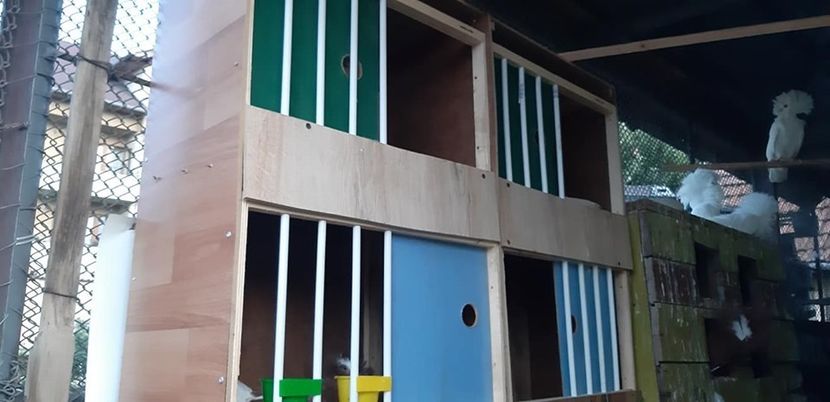 cusca porumbei  2019 - Tineret 2019