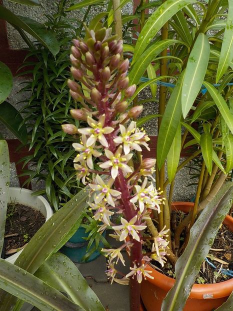  - eucomis