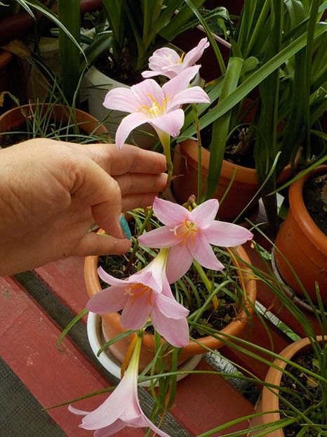  - zephiranthes