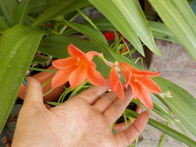  - cyrtanthus elatus