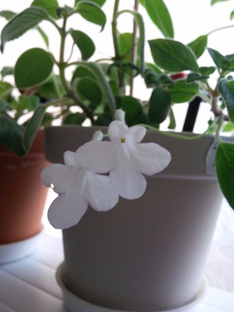 Streptocarpella  alba ( 8-08-2019) - Gesneriaceae 2019