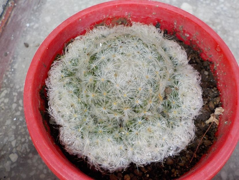  - Genul Mammillaria