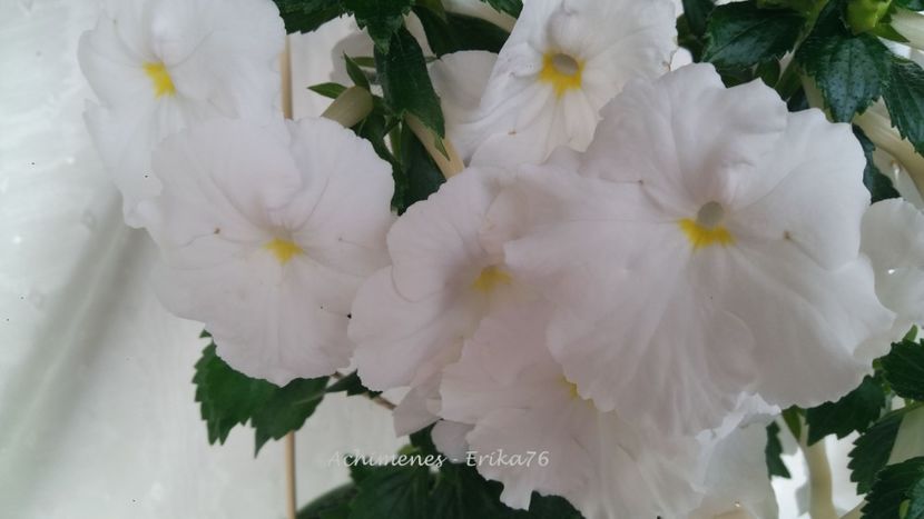 merita un loc in top 20 :) - White Glory