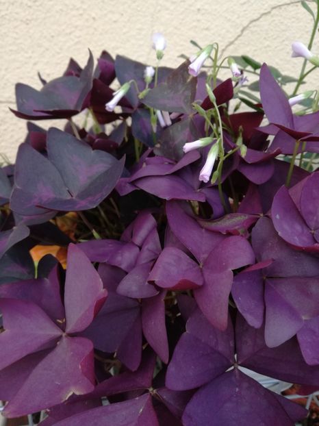  - Oxalis