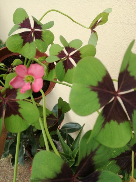  - Oxalis