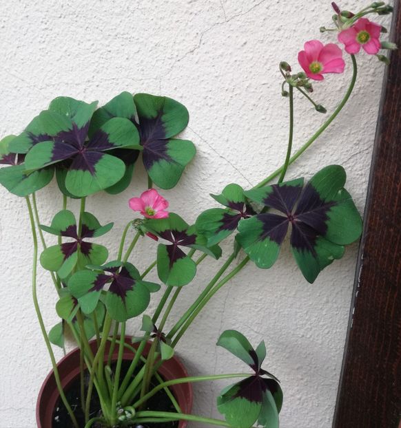  - Oxalis