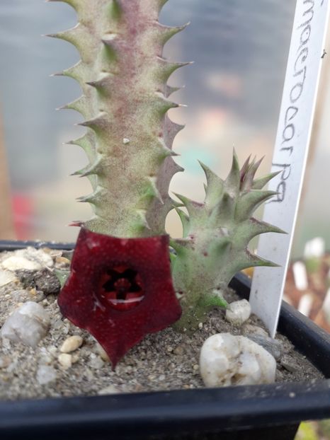 Huernia microcarpa - Stapeliade