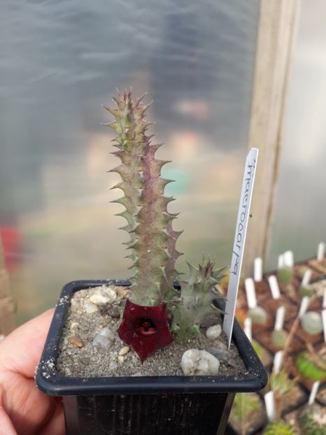 Huernia microcarpa - Stapeliade