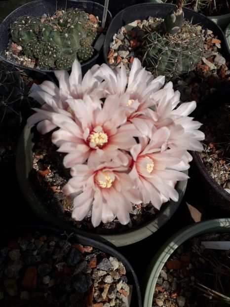 Gymnocalycium  sp. - Cactusi înfloriti 2019