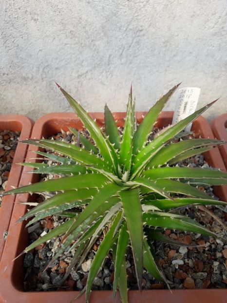 Dickya - Cactusi înfloriti 2019