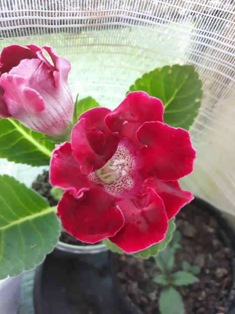  - Gloxinia din seminte