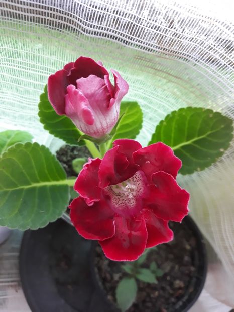  - Gloxinia din seminte