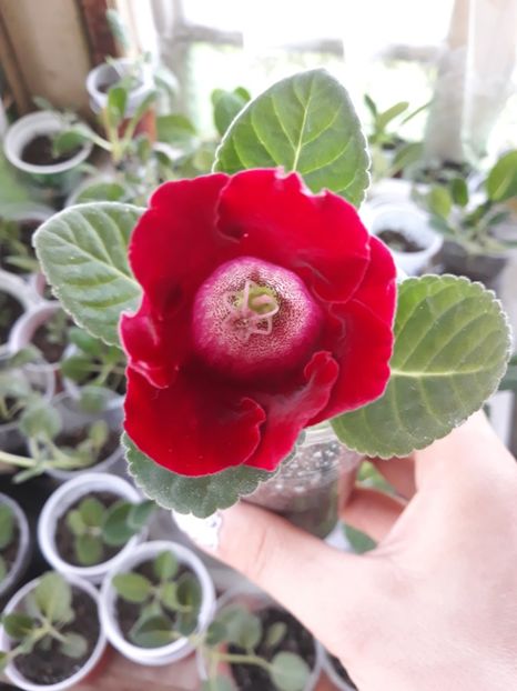  - Gloxinia din seminte