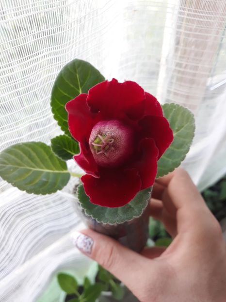  - Gloxinia din seminte