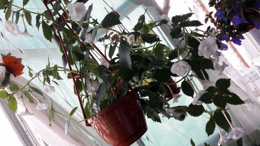 Cam asa s-a labartat - Lavender Bliss