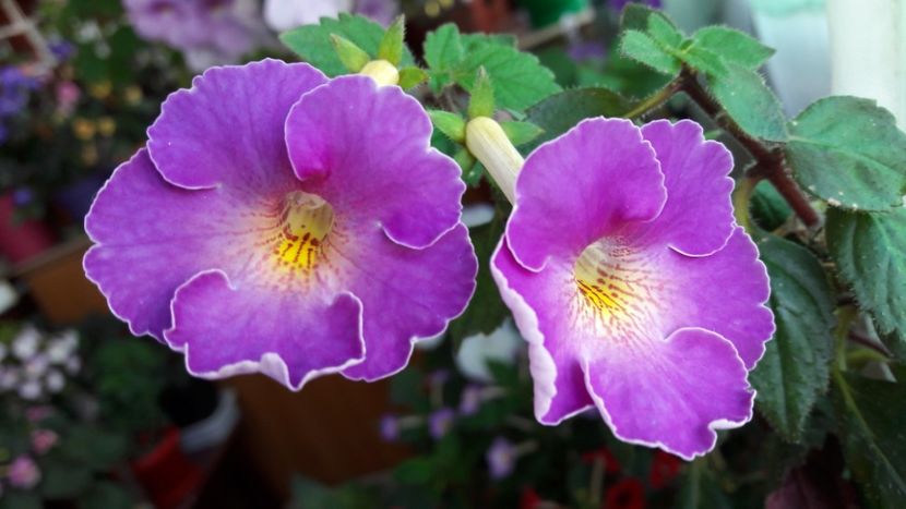 Cred ca sunt ultimele flori - BriDs Gabriela