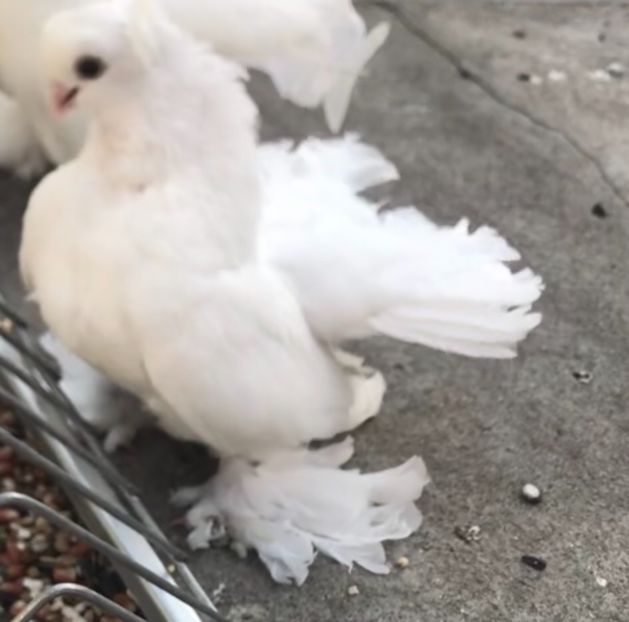  - Pui 2019