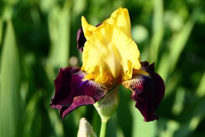 P1460759_22.04.19 primul iris inalt deschis - 2019_02_Irisi inalti