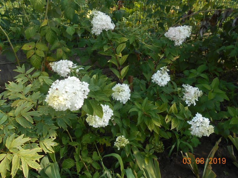  - 2Azalee-rhododendroni-hortensii-hoste 2019