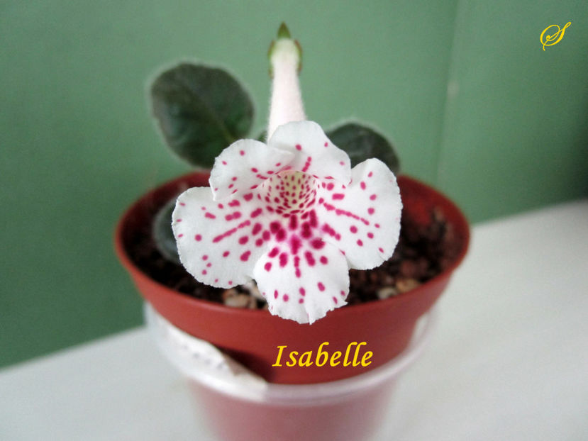 Isabelle(9-08-2019) - Sinningii 2019
