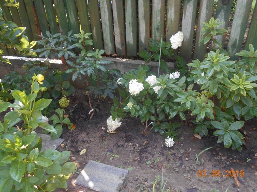  - 2Azalee-rhododendroni-hortensii-hoste 2019