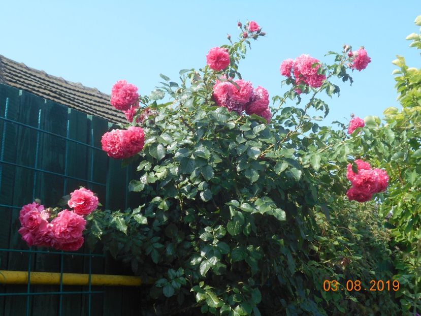  - Rosarium Uetersen