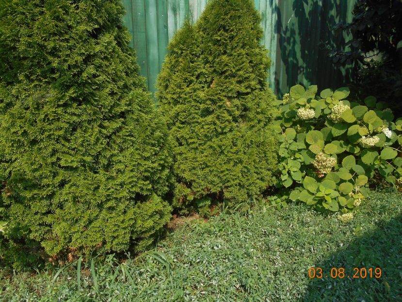  - 2Azalee-rhododendroni-hortensii-hoste 2019