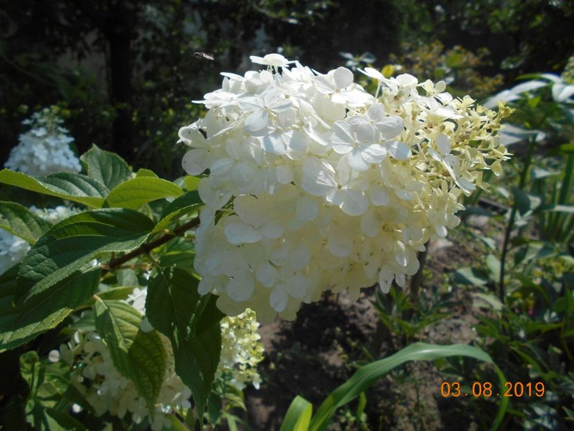  - 2Azalee-rhododendroni-hortensii-hoste 2019