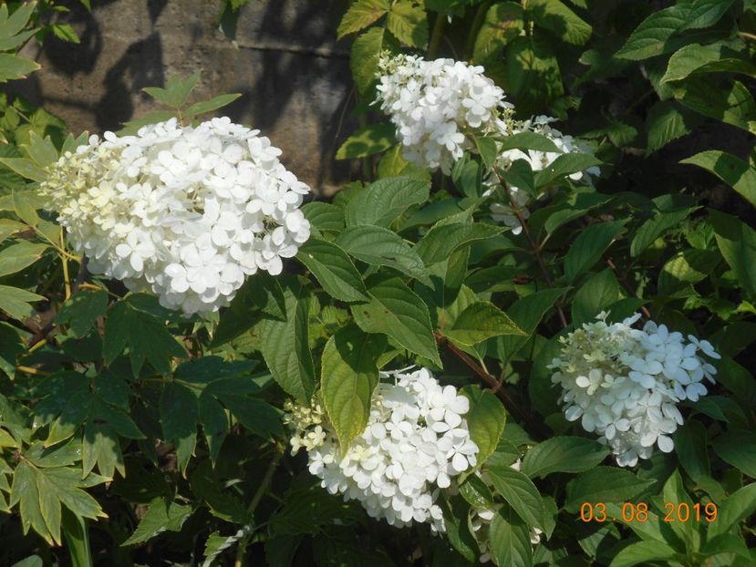  - 2Azalee-rhododendroni-hortensii-hoste 2019