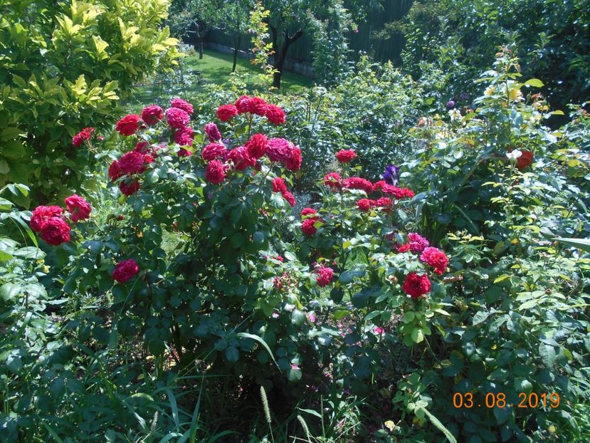  - 2Trandafiri 2019
