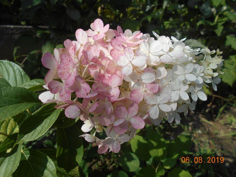  - 2Azalee-rhododendroni-hortensii-hoste 2019