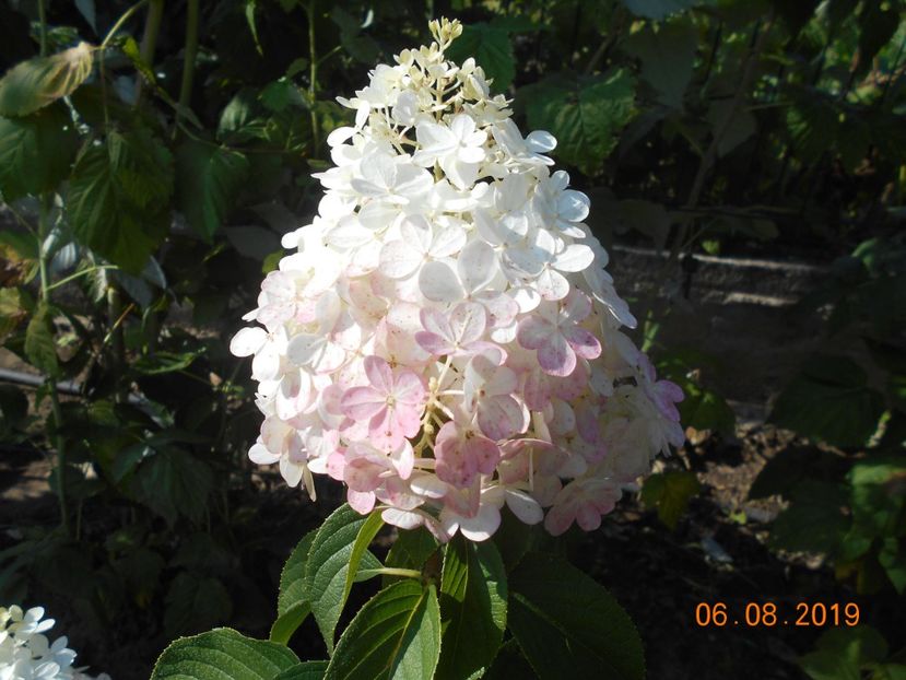  - 2Azalee-rhododendroni-hortensii-hoste 2019
