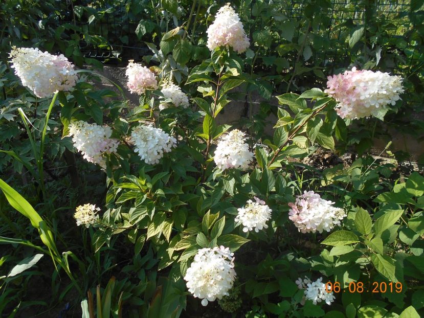  - 2Azalee-rhododendroni-hortensii-hoste 2019