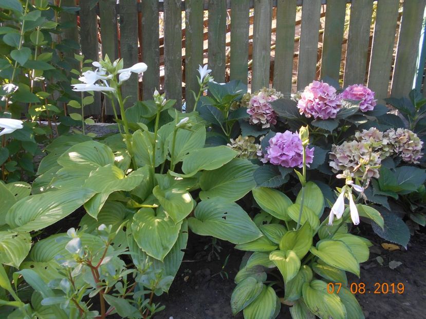  - 2Azalee-rhododendroni-hortensii-hoste 2019