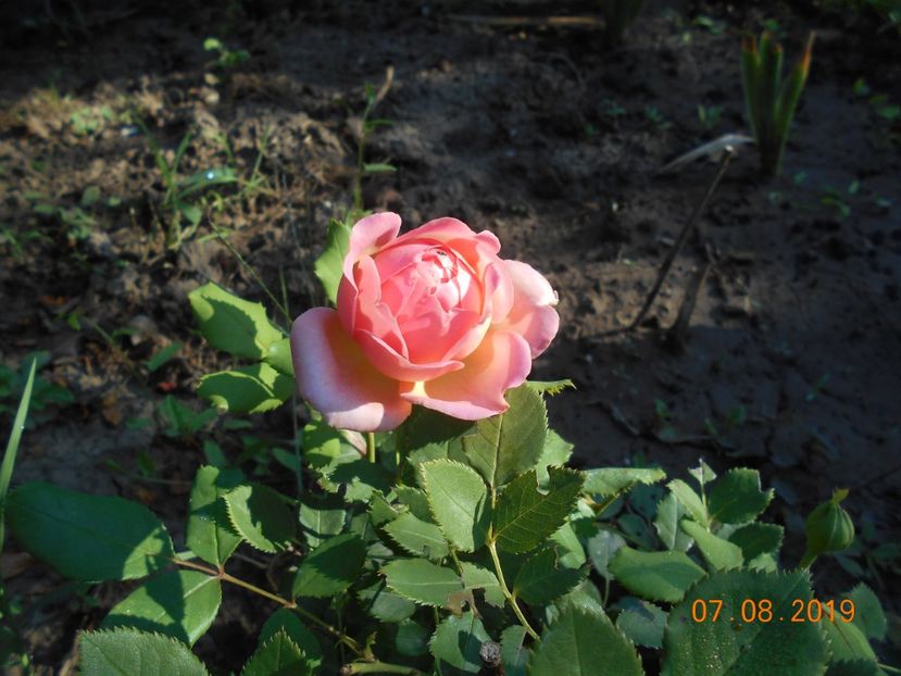  - Jubilee Celebration