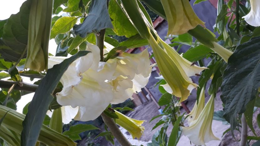  - Brugmansii!
