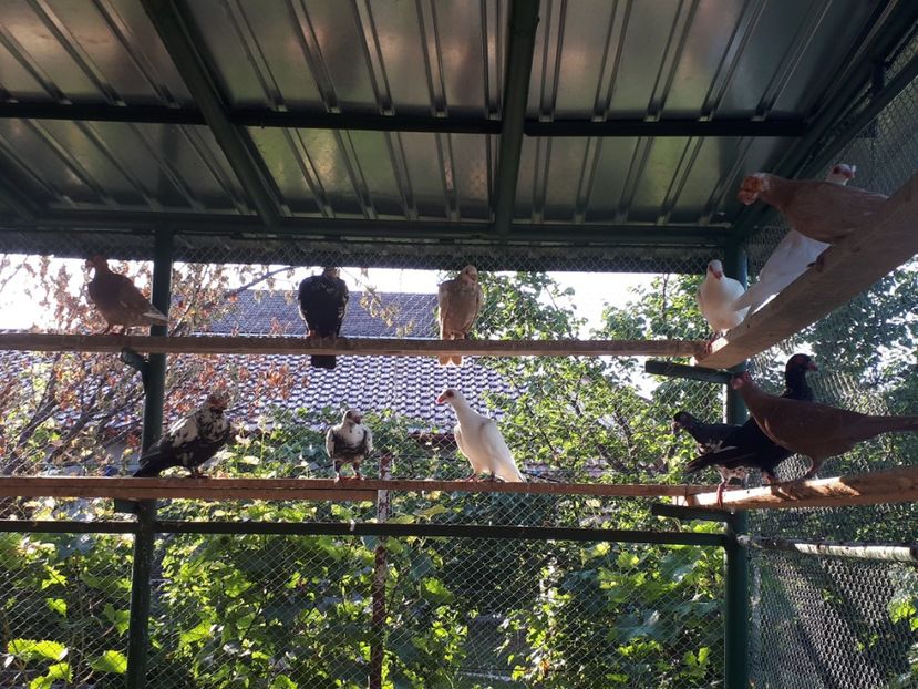  - I _ carunculați 2019