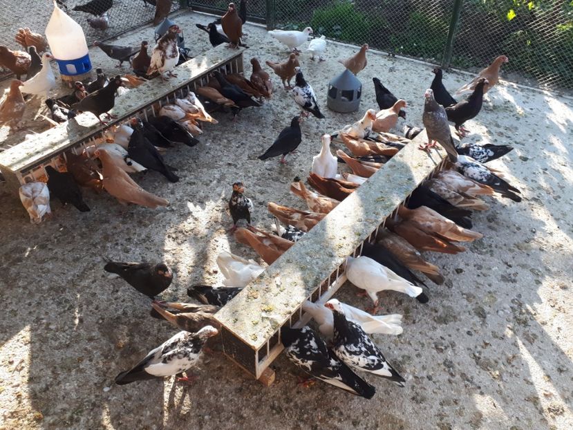  - I _ carunculați 2019