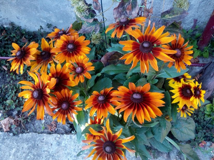  - 0- PHLOX - ECHINACEA- RUDBECKIA- si alte perene