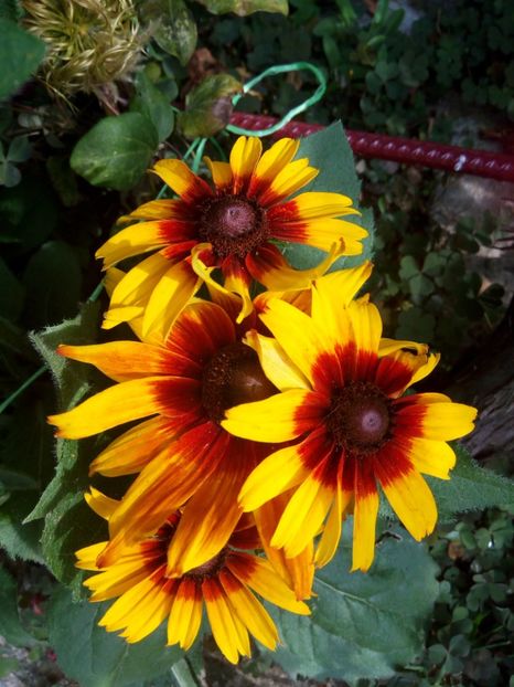  - 0- PHLOX - ECHINACEA- RUDBECKIA- si alte perene
