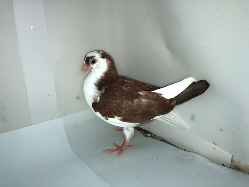 7045  femelă  2019_1 - tineret 2019