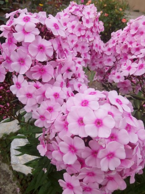  - 0- PHLOX - ECHINACEA- RUDBECKIA- si alte perene