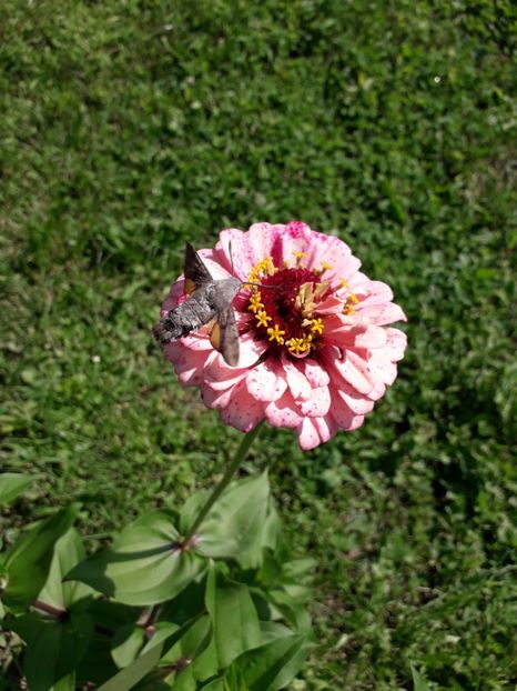  - AAAA__CARCIUMARESE 2015_2017_2018_2019