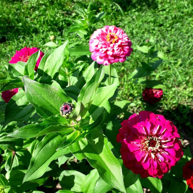  - AAAA__CARCIUMARESE 2015_2017_2018_2019