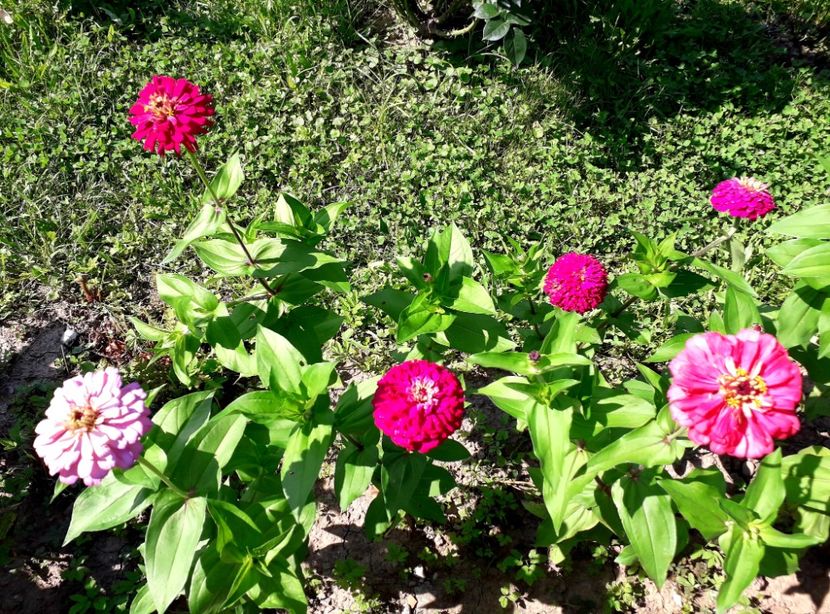  - AAAA__CARCIUMARESE 2015_2017_2018_2019