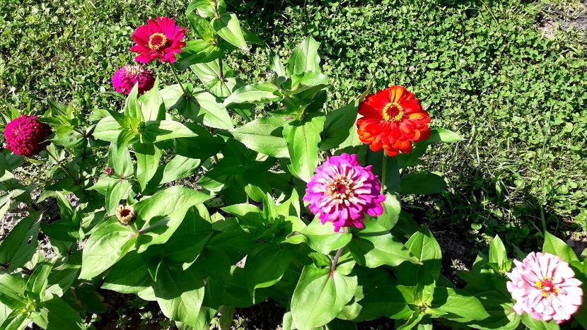  - AAAA__CARCIUMARESE 2015_2017_2018_2019