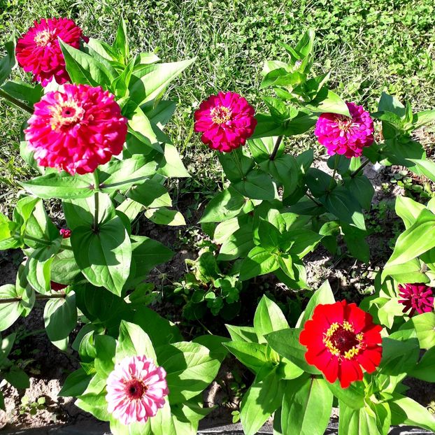  - AAAA__CARCIUMARESE 2015_2017_2018_2019